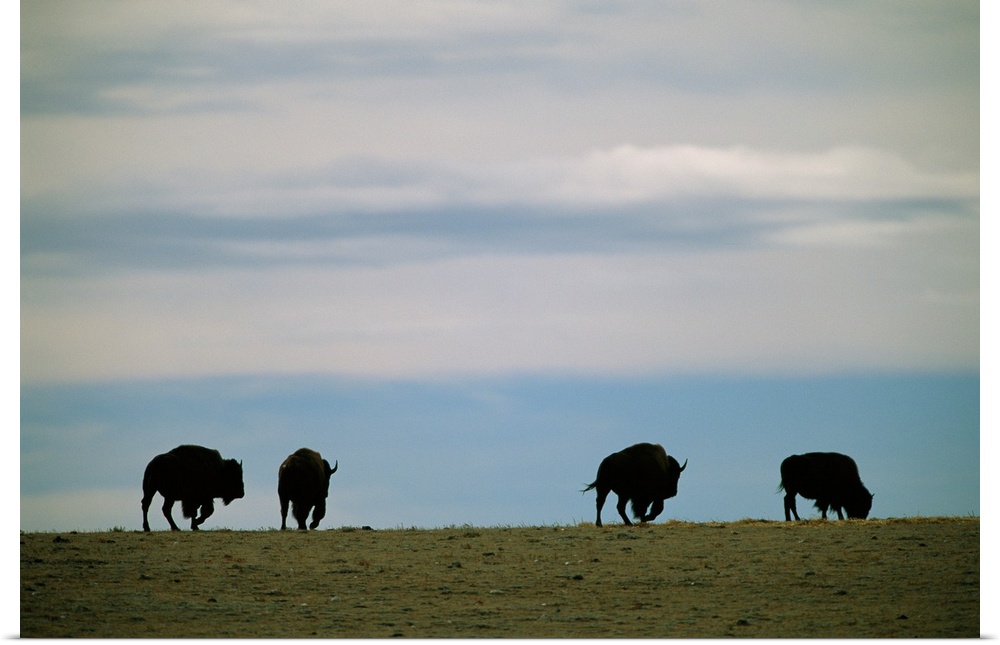 Bison graze on the prairie at Twin Pine Ranch.