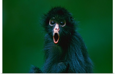 Black-faced spider monkey, Madidi National Park, Bolivia