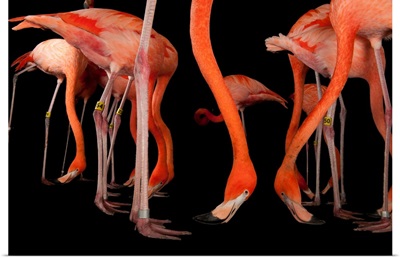 Caribbean flamingos, Phoenicopterus ruber, at the Lincoln Zoo