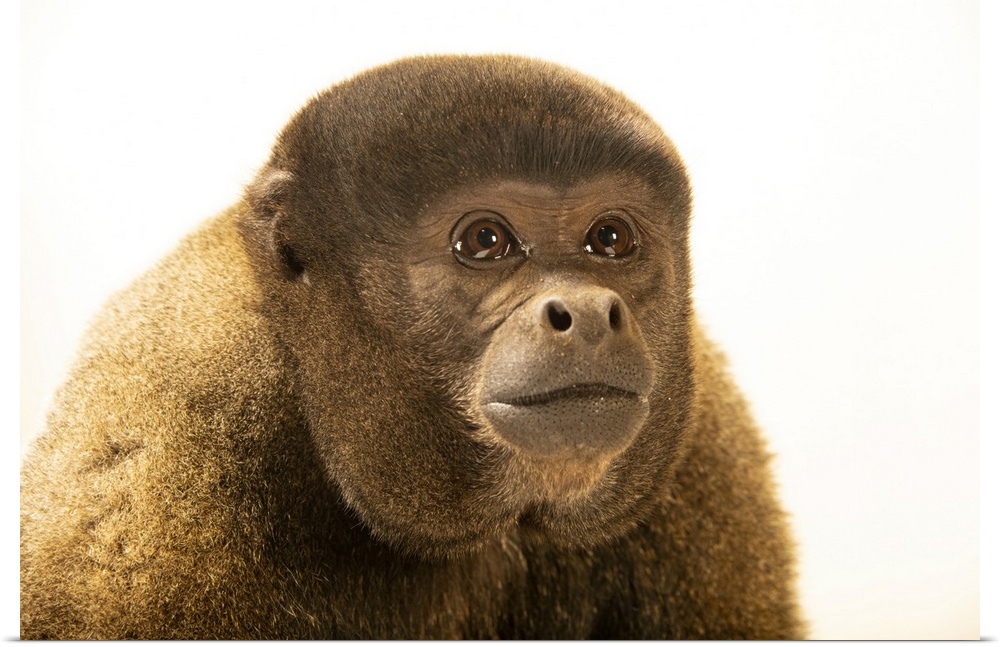 Cesar, a male brown woolly monkey (Lagothrix lagotricha lagotricha) at Amazon Shelter, a wildlife rescue, rehabilitation a...