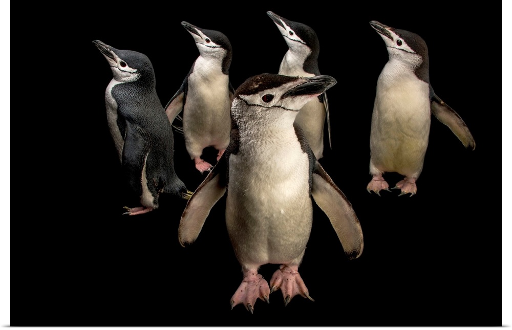 Chinstrap penguins, Pygoscelis antarctica, at the Newport Aquarium.