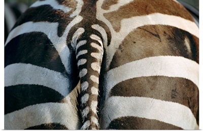Close view of a Grant's zebra's (Equus burchelli pamara) rear end