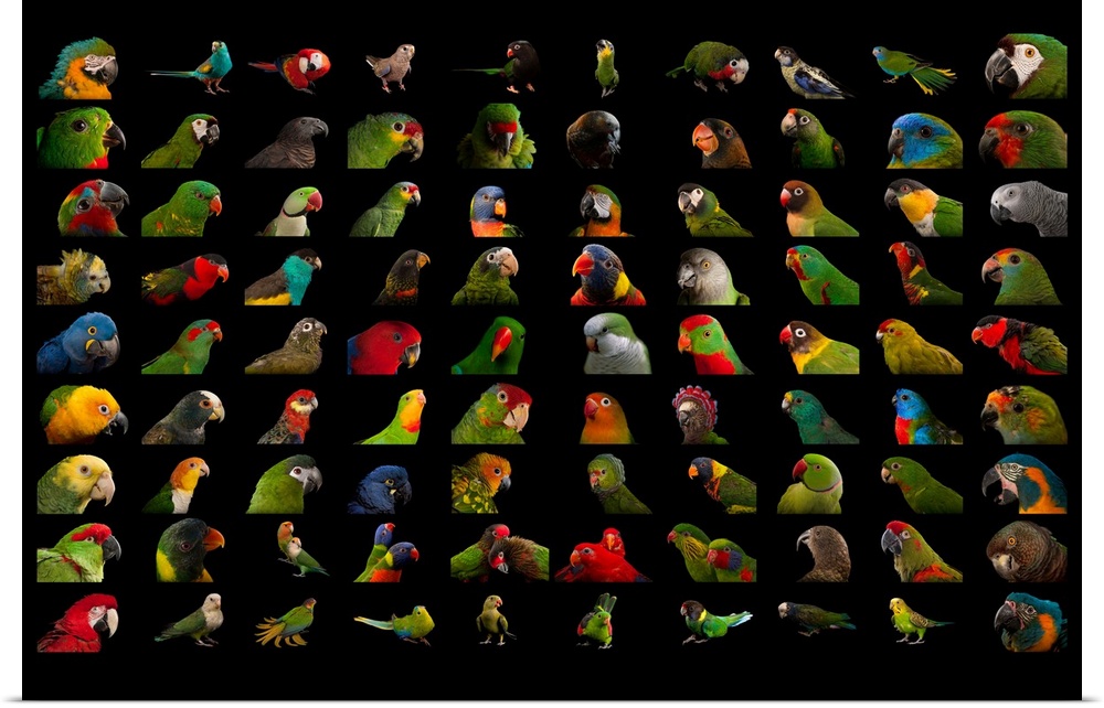 90 different species of parrots.