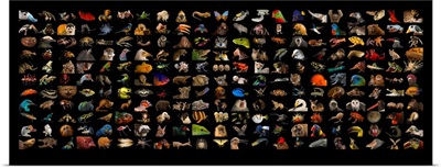 Composite of different species of Photo Ark species