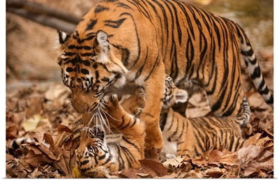 Critically-endangered female Sumatran tiger and her five-month-old cub, Atlanta Zoo