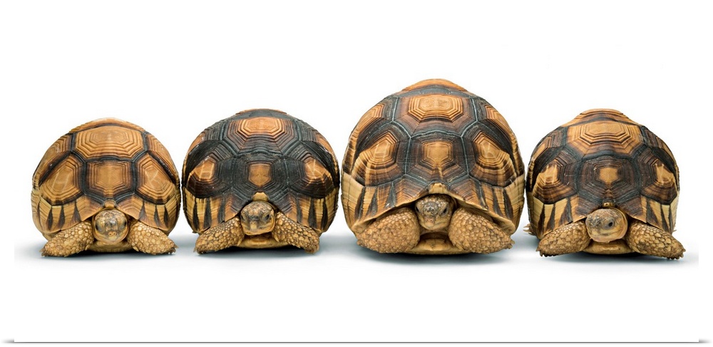 Critically endangered plowshare tortoises at Zoo Atlanta.