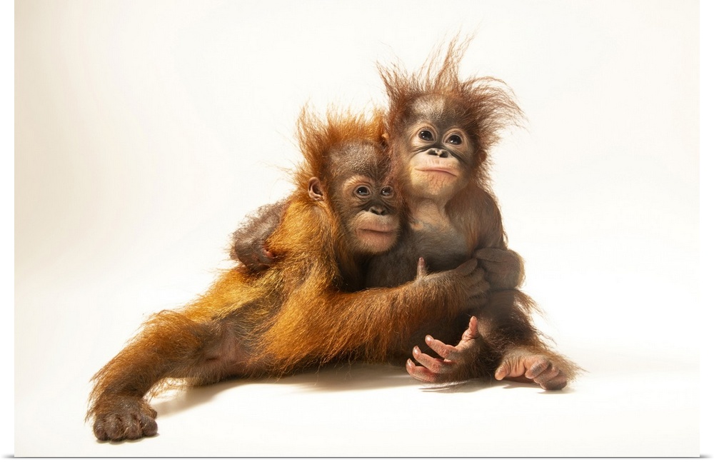 D.J. is an 11-month-old Sumatran orangutan (Pongo abelii) and Dirgahayu is an 11-month-old Bornean orangutan (Pongo pygmae...