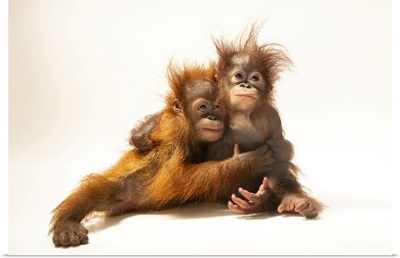 D.J. And Dirgahayu, 11-Month-Old Orangutans, Java, Indonesia