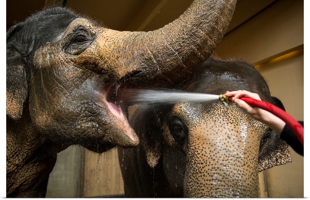 Female Asian elephants break for a drink at the Cincinnati Zoo and Botanical Garden.