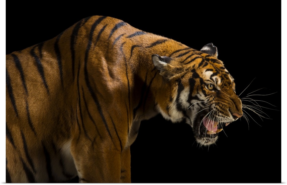 A critically endangered and federally endangered, female South China tiger (Panthera tigris amoyensis) at the Suzhou Zoo i...