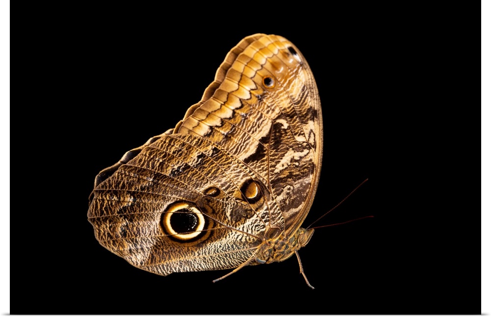 This is the forest giant owl butterfly (Caligo eurilochus) at the Pilpintuwasi Butterfly Farm and Amazon Animal Orphanage.