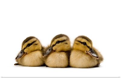 Four Mallard ducklings, Anas platyrhynchos