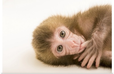 Gigi, A Two-Week-Old Japanese Macaque At The Blank Park Zoo In Des Moines, Iowa