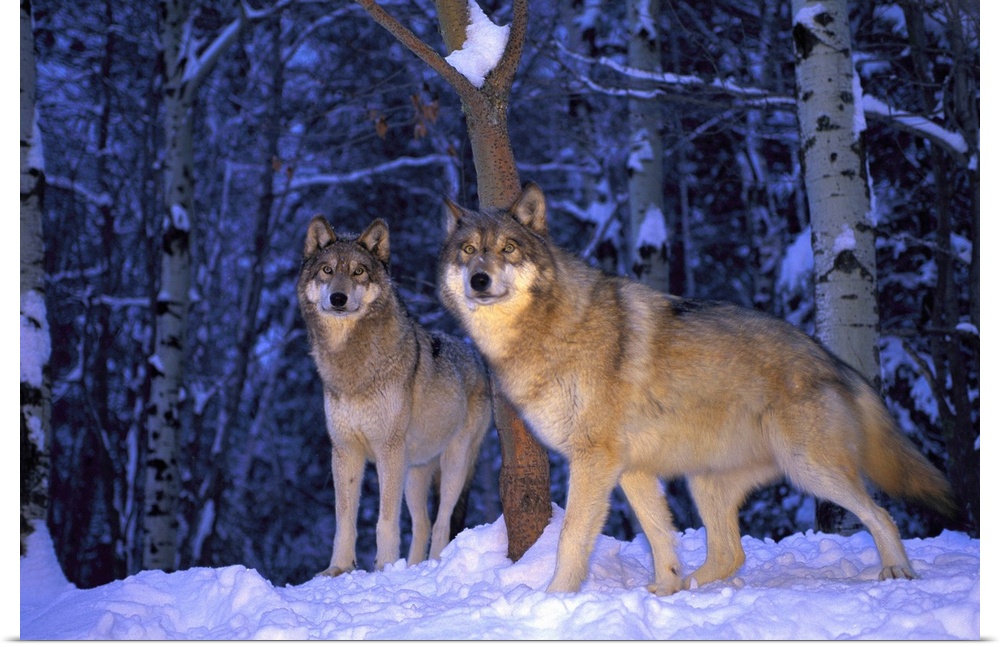 Gray wolves, Canis lupus, in the new-fallen snow at the International Wolf Center.