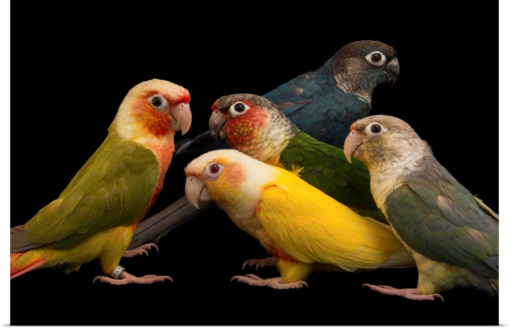 Five of a kind: Believe it or not, these five parrots are all the exact same species of green-cheeked conure, Pyrrhura mol...