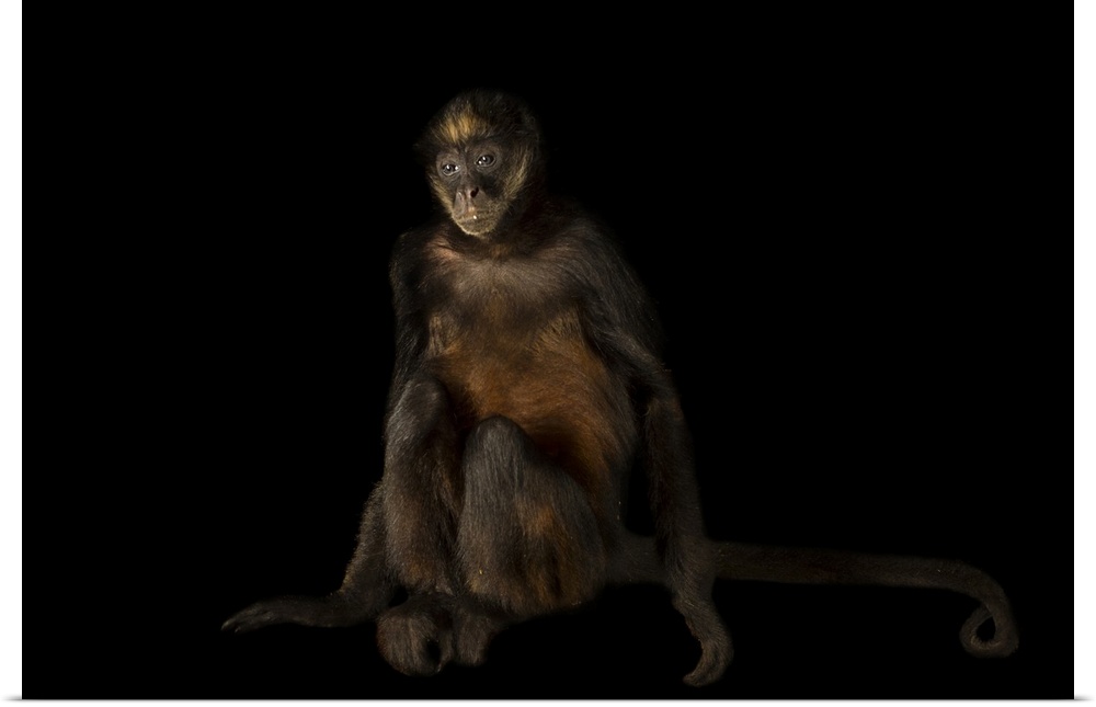 Hybrid spider monkey (Ateles belzebuth and Ateles geoffroyi) at the Wellington Zoo.