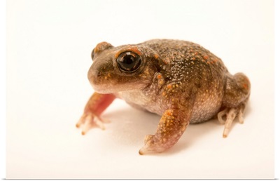 Iberian midwife toad, Alytes cisternasii, at the London Zoo