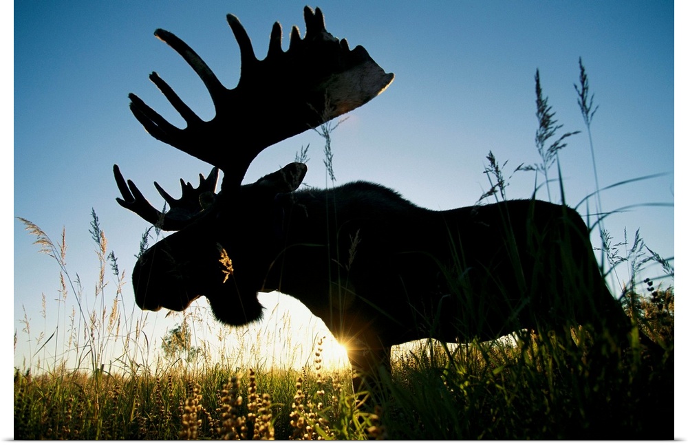 A moose named Bando stands in bluejoint grass at sunset. The Kenai National Wil dlife Refuge is where the world's only moo...