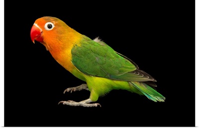 Lilian's or Nyasa lovebird, Agapornis lilianae, from a private collection