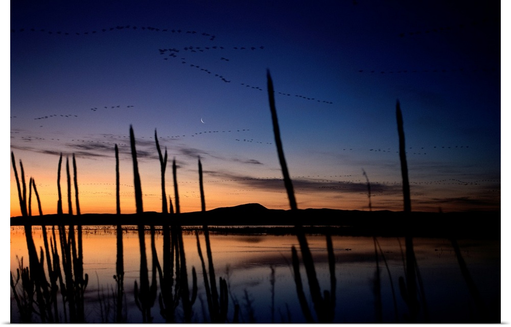 A view of ducks and geese flying over a lake at sunset.