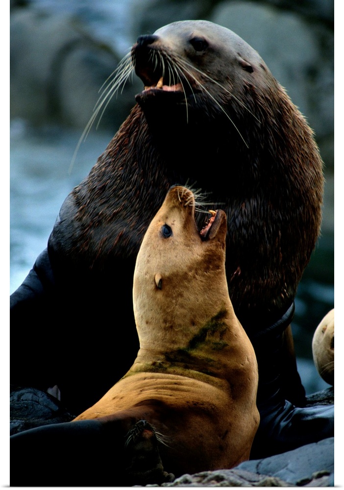 Two Steller sea lions (Eumetopias jubata), the larger one a bull, bark in what is probably an argument over territory. Low...