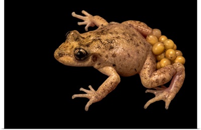 Majorcan or Mallorcan midwife toad carrying eggs on back legs at the London Zoo