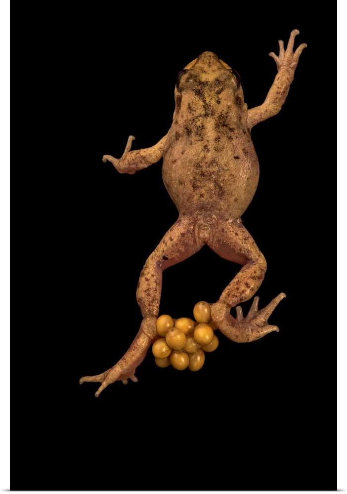 Majorcan or Mallorcan midwife toad, Alytes muletensis, carrying eggs on back legs at the London Zoo.