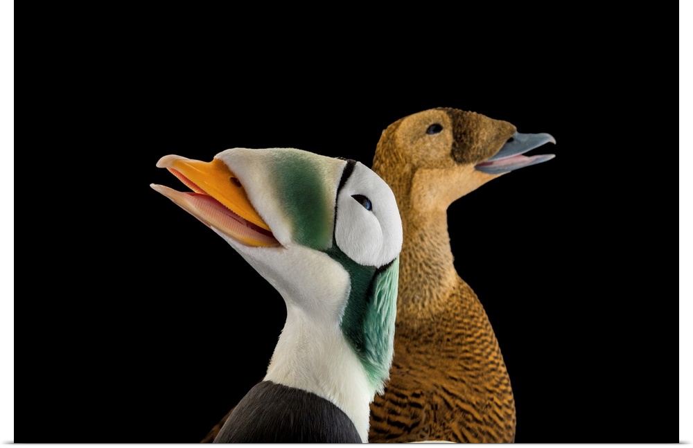 A male and a female spectacled eider duck, Somateria fischeri, at the Alaska SeaLife Center