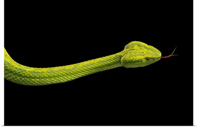 March's palm pitviper, Bothriechis marchi, at the London Zoo
