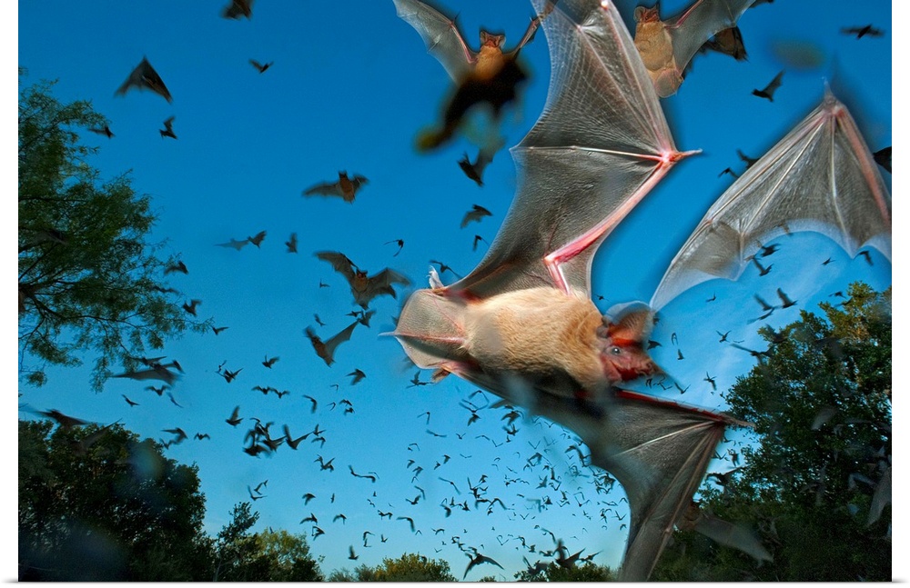 Mexican free-tailed bats fleeing Eckert James River Bat Cave Preserve.