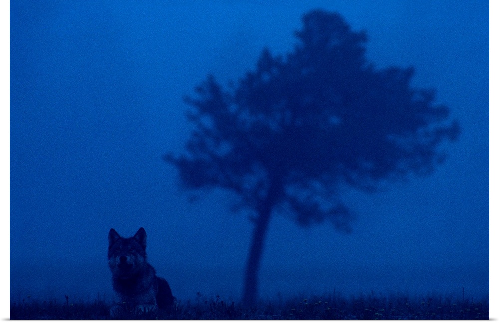 National Geographic photograph of a wild gray wolf in the dark mists at Yellowstone National Park in in Wyoming.