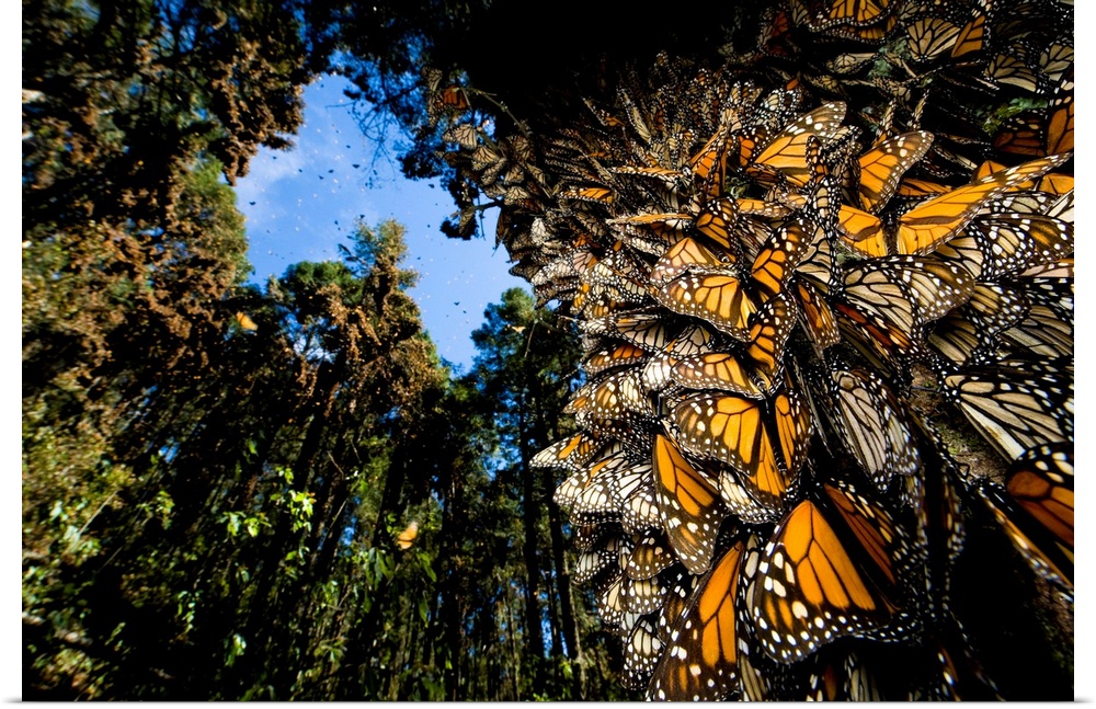 Monarch butterflies cover every inch of a tree in Sierra Chincua.