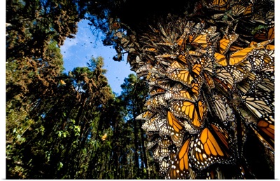 Monarch butterflies cover every inch of a tree in Sierra Chincua