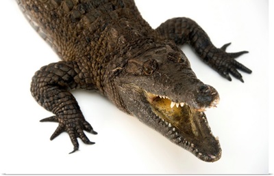 New Guinea crocodile at the Saint Augustine Alligator Farm Zoological Park