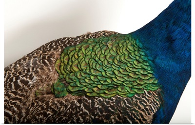 Part of an Indian peafowl, at the Lincoln Children's Zoo