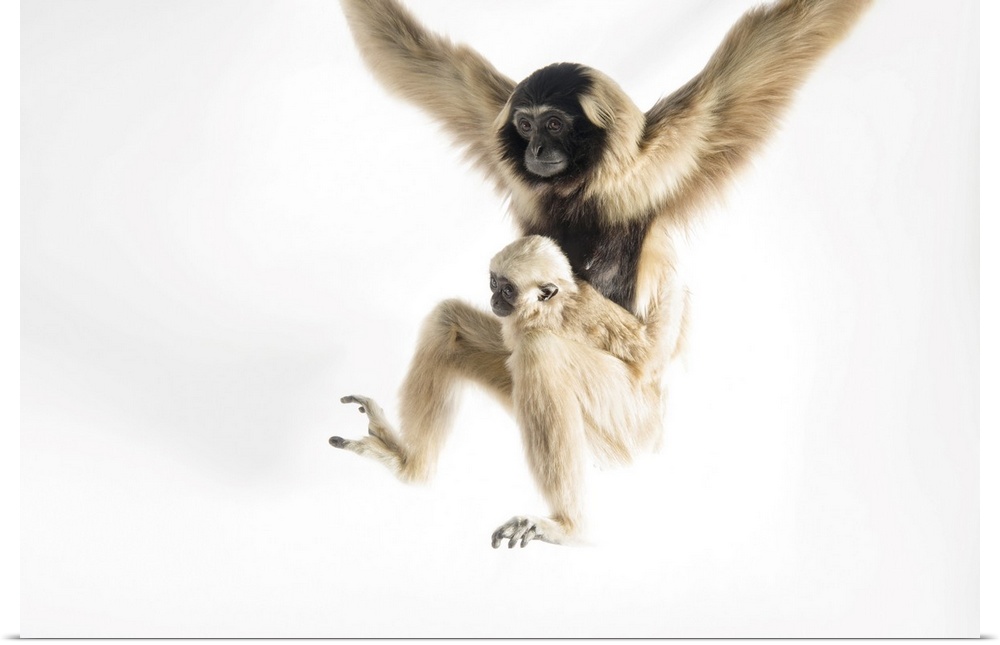An endangered pileated gibbon with her eight-month-old infant (Hylobates pileatus) at the Gibbon Conservation Center