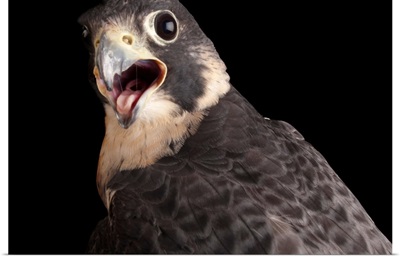 Portrait of a peregrine falcon, Falco peregrinus anatum