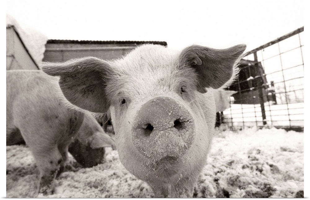 Portrait of a young pig in a snow dusted animal pen.