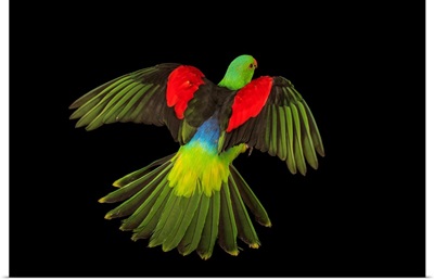 Red winged parrot, Aprosmictus erythropterus coccineopterus, at Logo Parque Fundacion