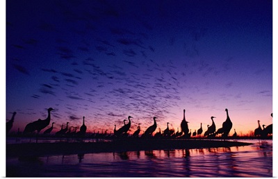 Sandhill cranes silhouetted against a twilight sky, Nebraska