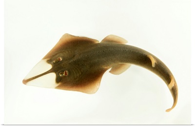 Shovelnose ray, Glaucostegus typus, at Shark Reef Aquarium