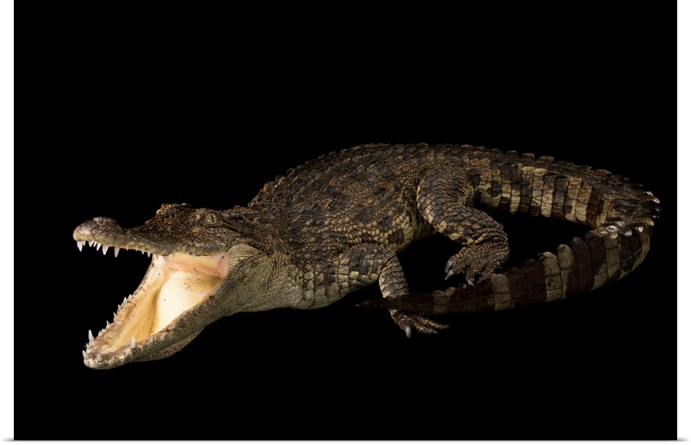 Siamese crocodile, Crocodylus siamensis, at the Saint Augustine Alligator Farm Zoological Park.