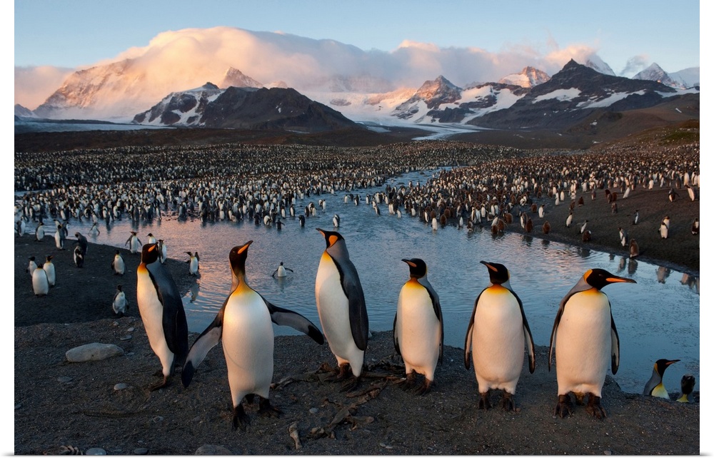 South Georgia Island's St. Andrews Bay is home to one of the largest king penguin colonies in the world at 100,000 nesting...