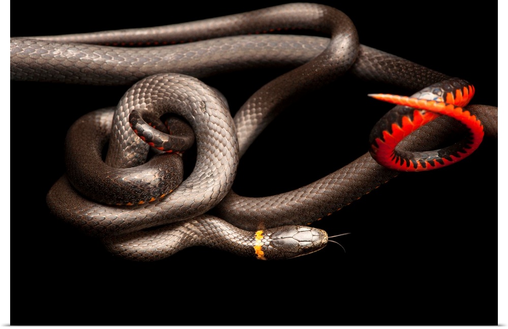 Southern ring-necked snakes