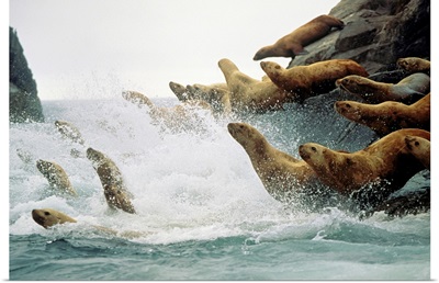 Steller Sea lions take to the waters of the Gulf of Alaska amid foam and spray
