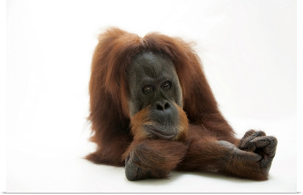 A critically endangered sumatran orangutan, Pongo abelii, at the Gladys Porter Zoo in Brownsville, TX.