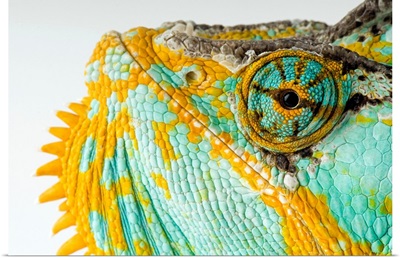 The eye and face of a veiled chameleon, Chamaeleo calyptratus