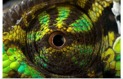 The eye of a veiled chameleon
