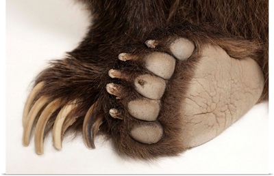 The paws of a grizzly bear, Ursus arctos horribilis