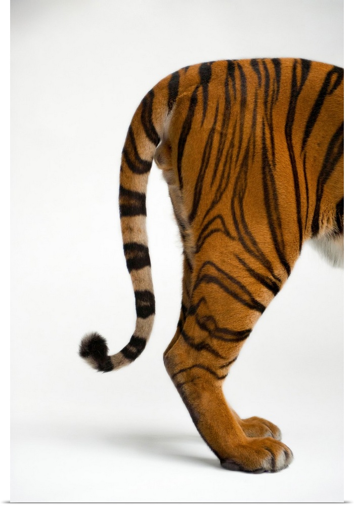 The tail end of an endangered Malayan tiger, Panthera tigris jacksoni.